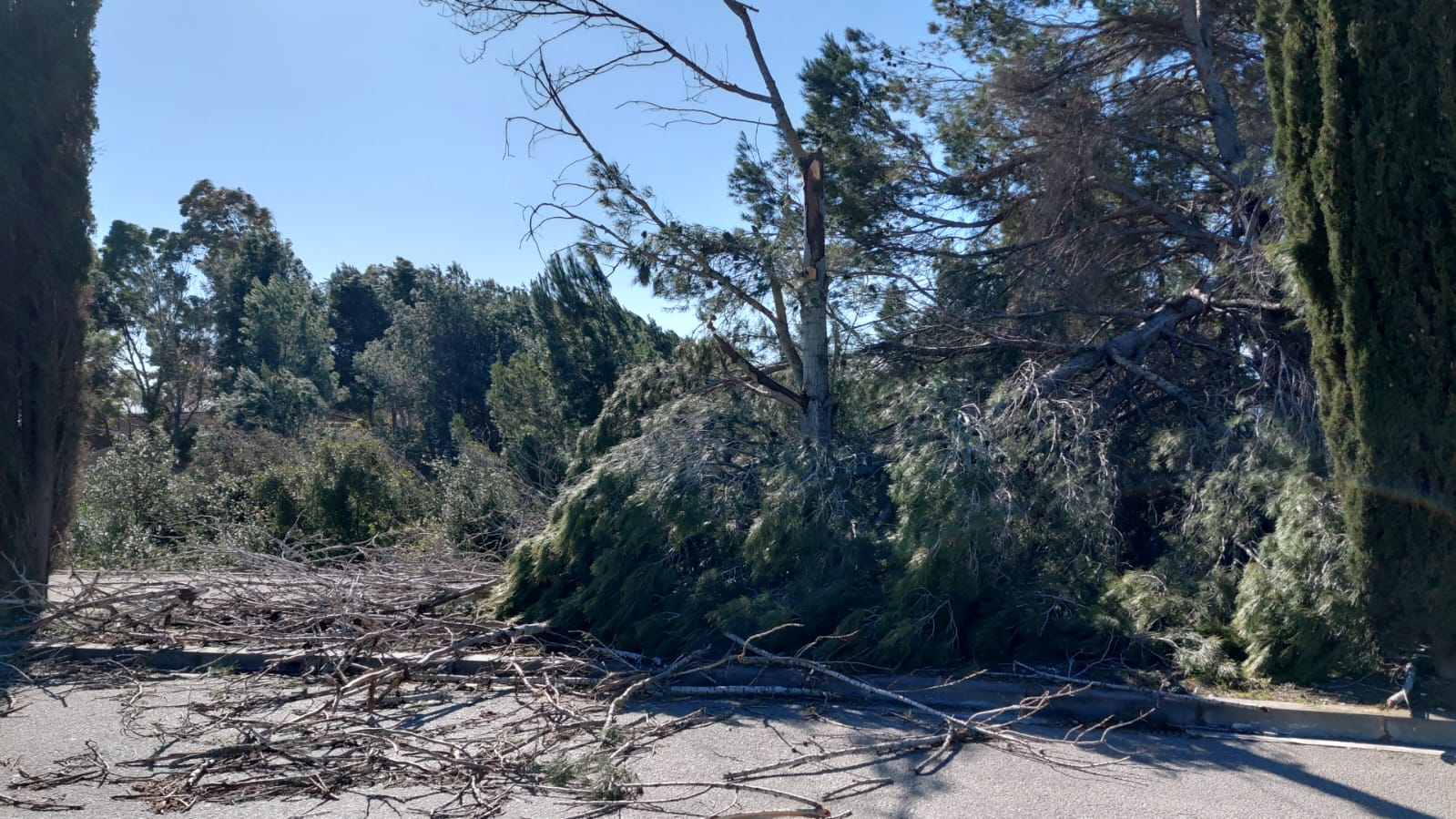 Arbres caiguts al camí de Can Marcet de Sant Cugat pel vent. FOTO: Ajuntament