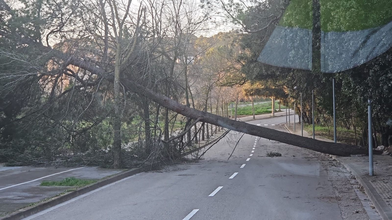 Un arbre caigut per la borrasca Nils a l'avinguda de Can Trabal. FOTO: Ajuntament