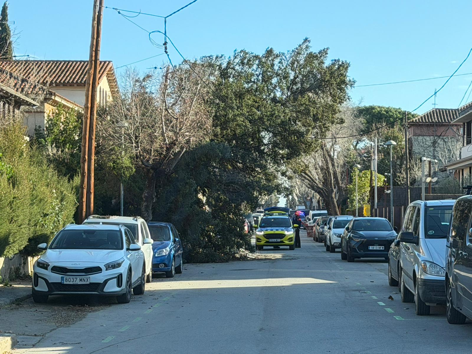 Un arbre caigut al carrer de Bergara per la borrasca Nils. FOTO: Cedida