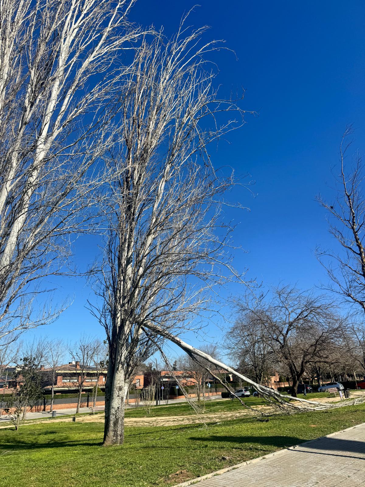 Cau la branca d'un arbre pel vent al carrer de Jaume I. FOTO: Cedida