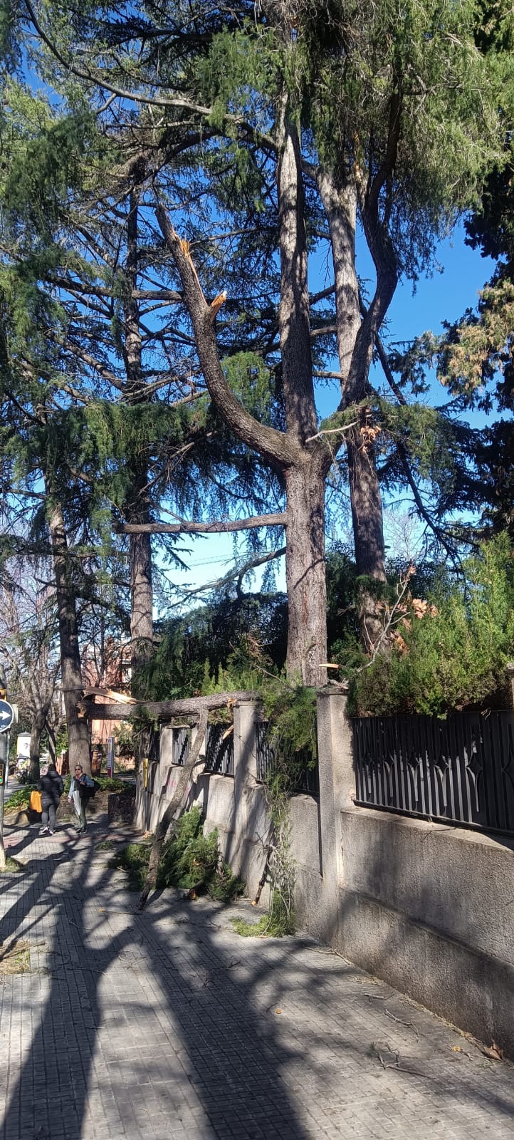 Cau la branca d'un arbre pel vent a l'avinguda de Gràcia. FOTO: Cedida