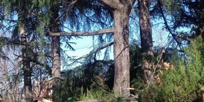 Cau la branca d'un arbre pel vent a l'avinguda de Gràcia. FOTO: Cedida