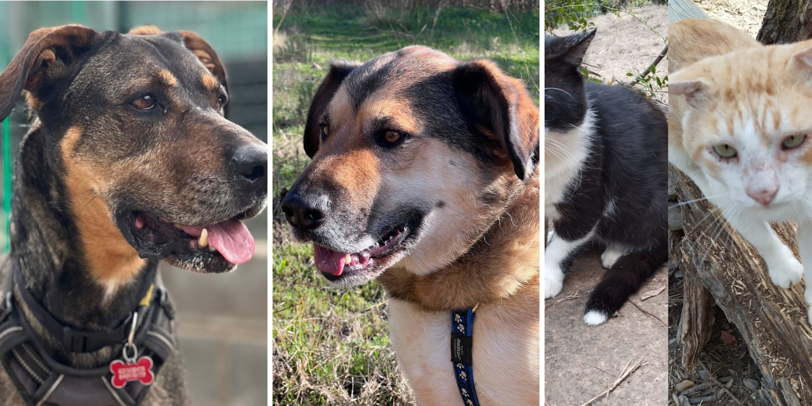 Animals en adopció: Tim, Lenon, Rocco i Obama. FOTO: Cedida