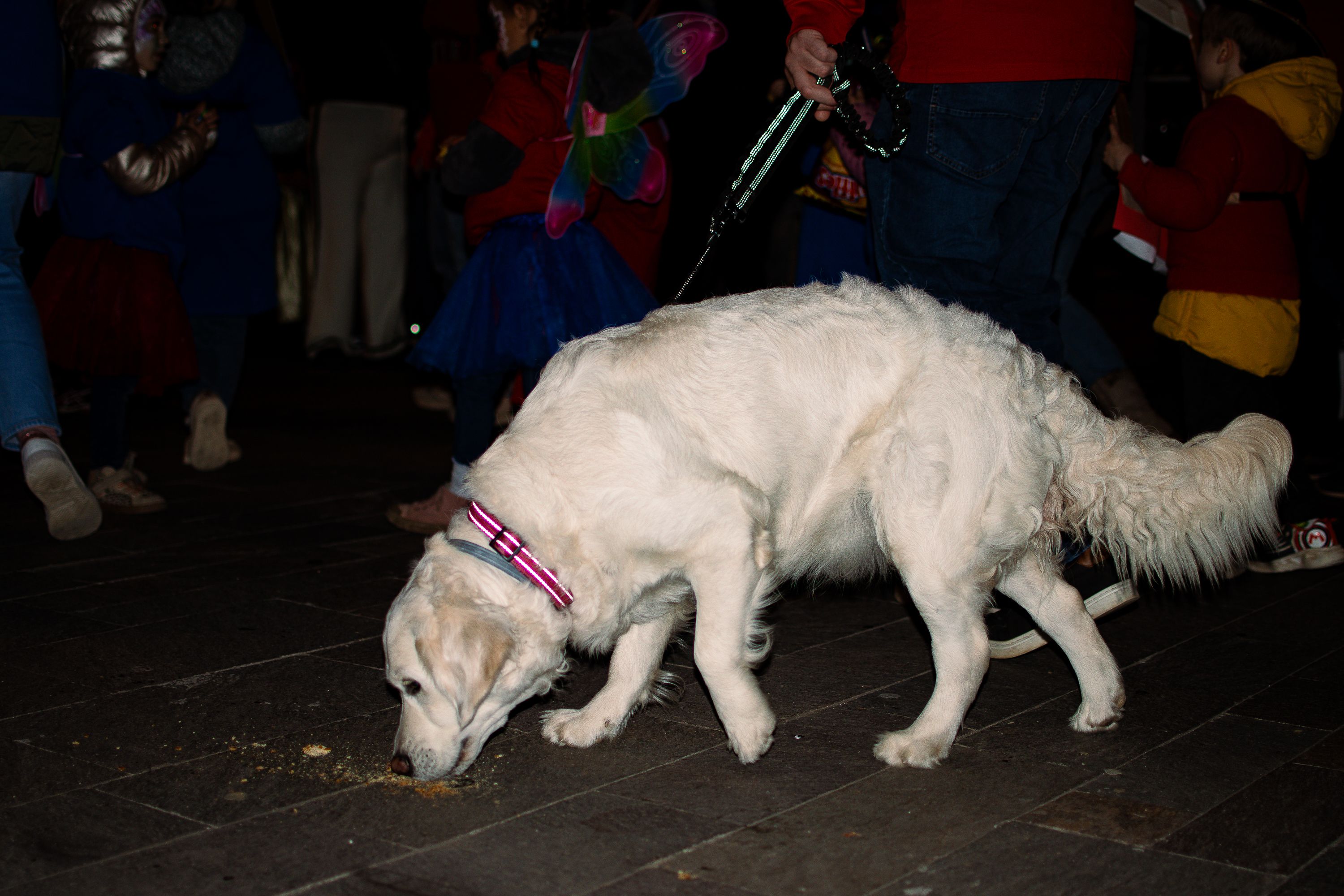 Rua de Comparses de Carnaval. FOTO: Pol Rodríguez (TOT Sant Cugat)