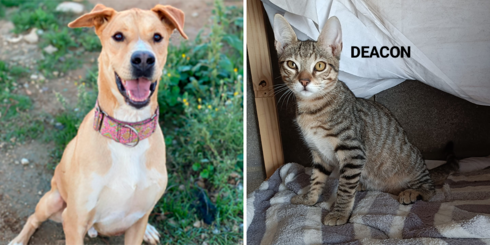 Animals en adopció: Tano i Deacon. FOTO: Cedida