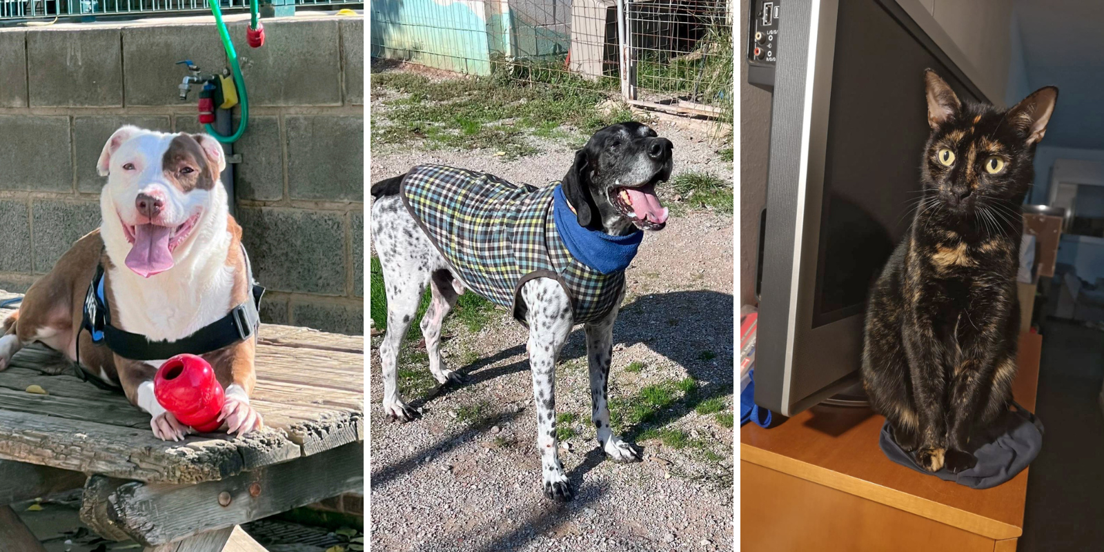 Animals en adopció: Xula, Llúpol i Mia. FOTO: Cedida