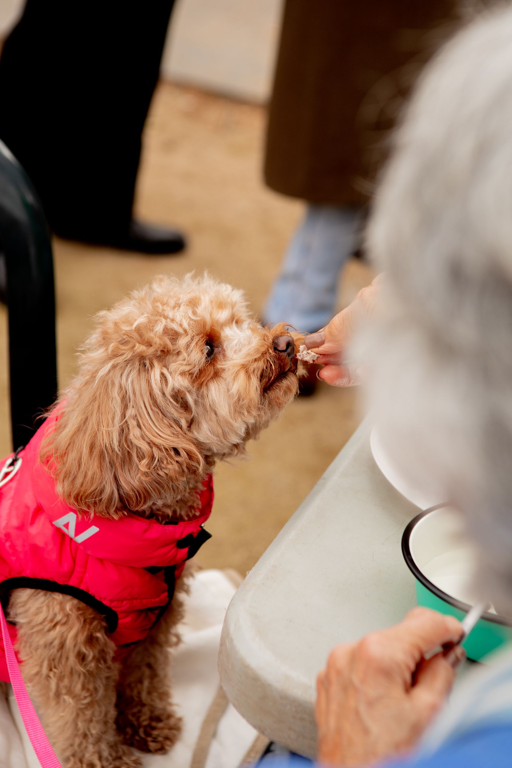 Graellades a la plaça de Barcelona  FOTO: Joana Arribas (TOT Sant Cugat)