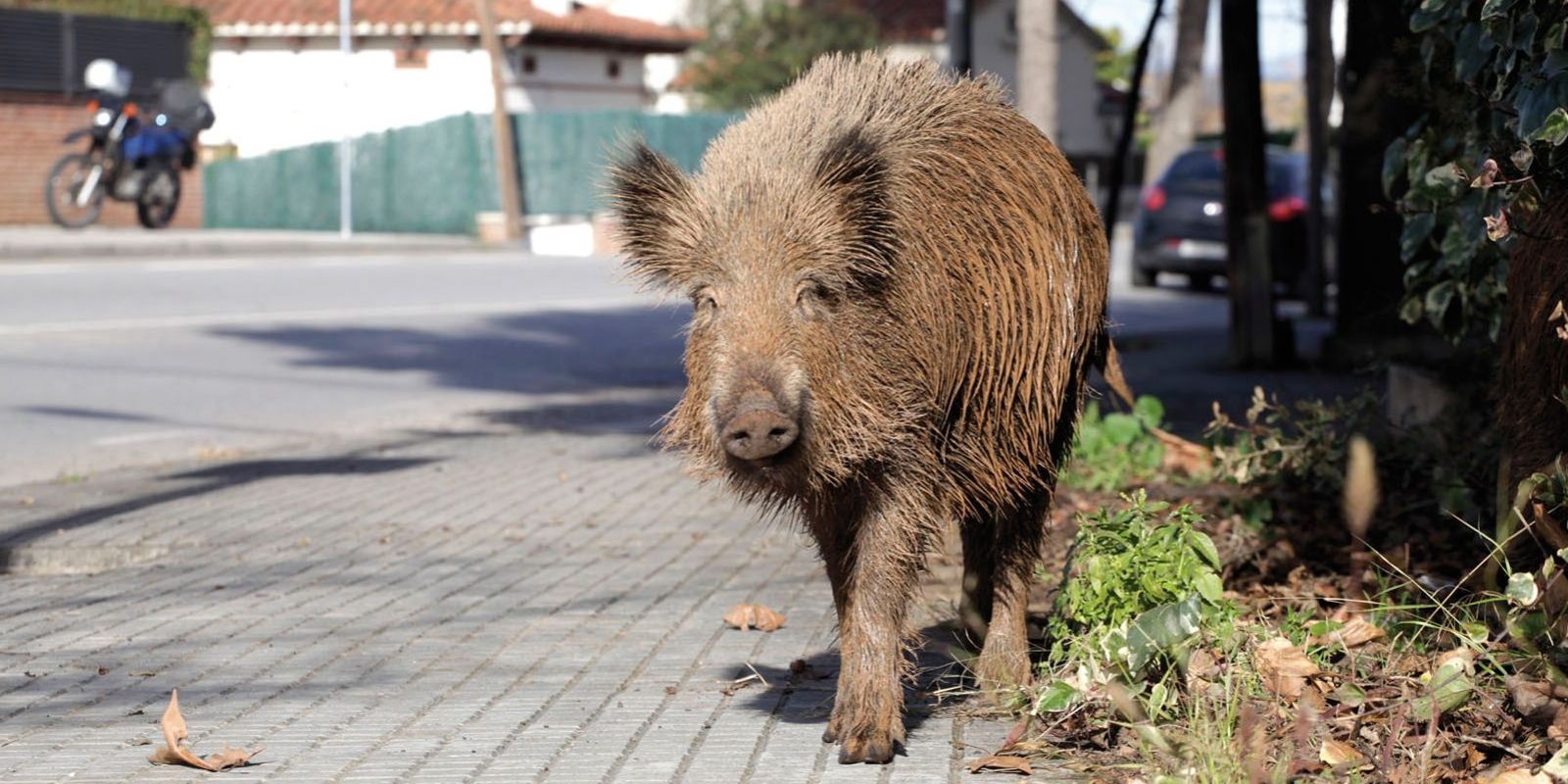 Un senglar, a Sant Cugat FOTO: TOT Sant Cugat.