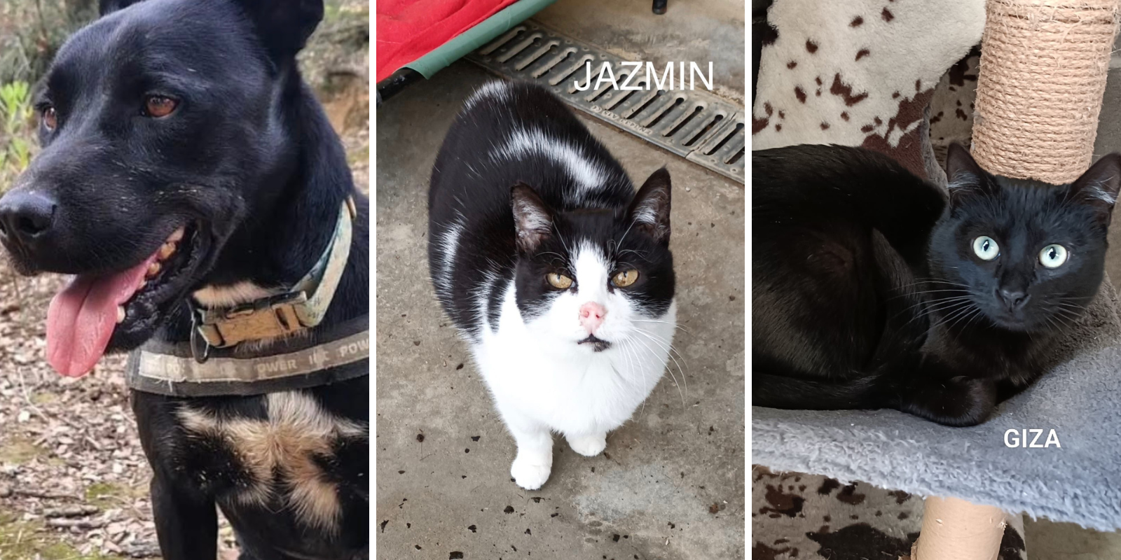 Animals en adopció: Fawkes, Jazmín i Giza. FOTO: Cedida