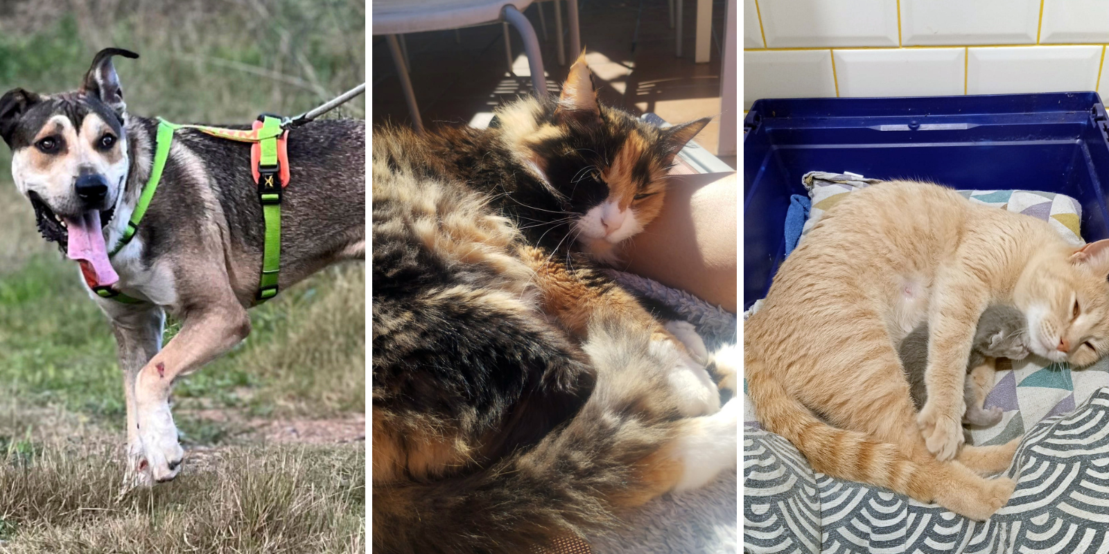 Animals en adopció: Rocky, Nala i la Clementina i el seu petit. FOTO: Cedida