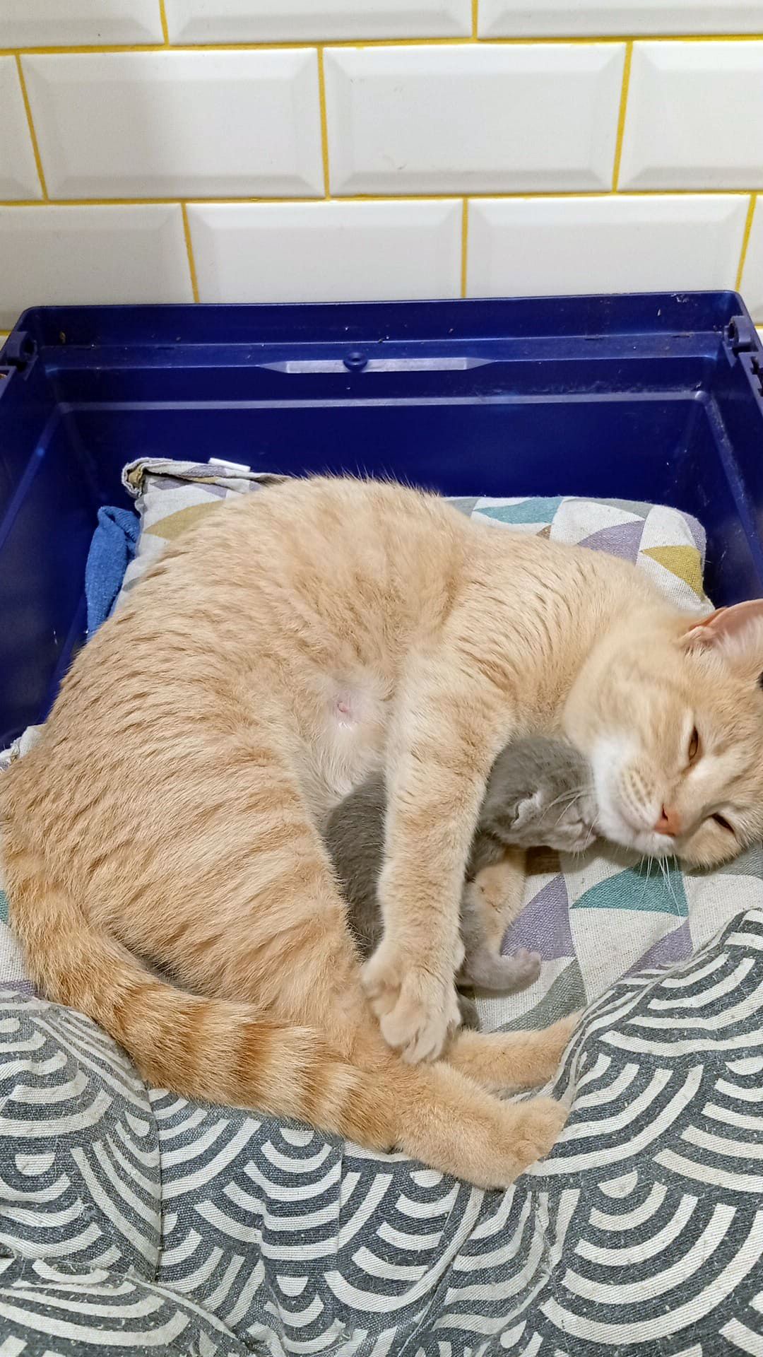 ANIMALS Clementina i petit