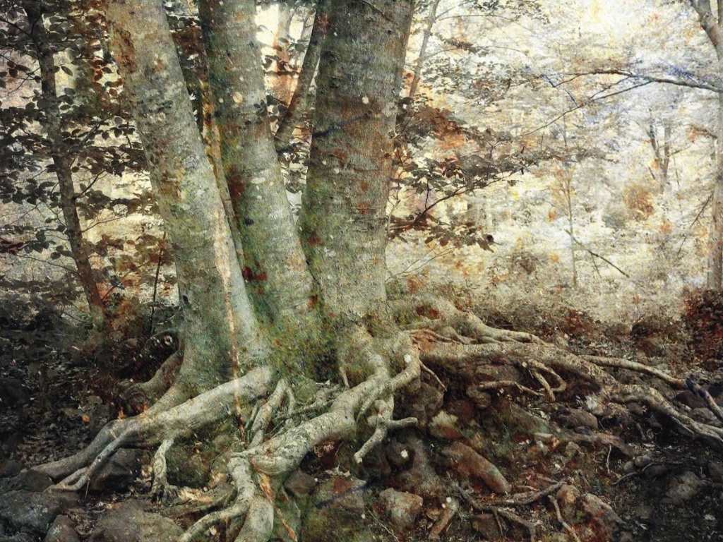 fageda den jorda un passeig pels meus mons toni vila 2024