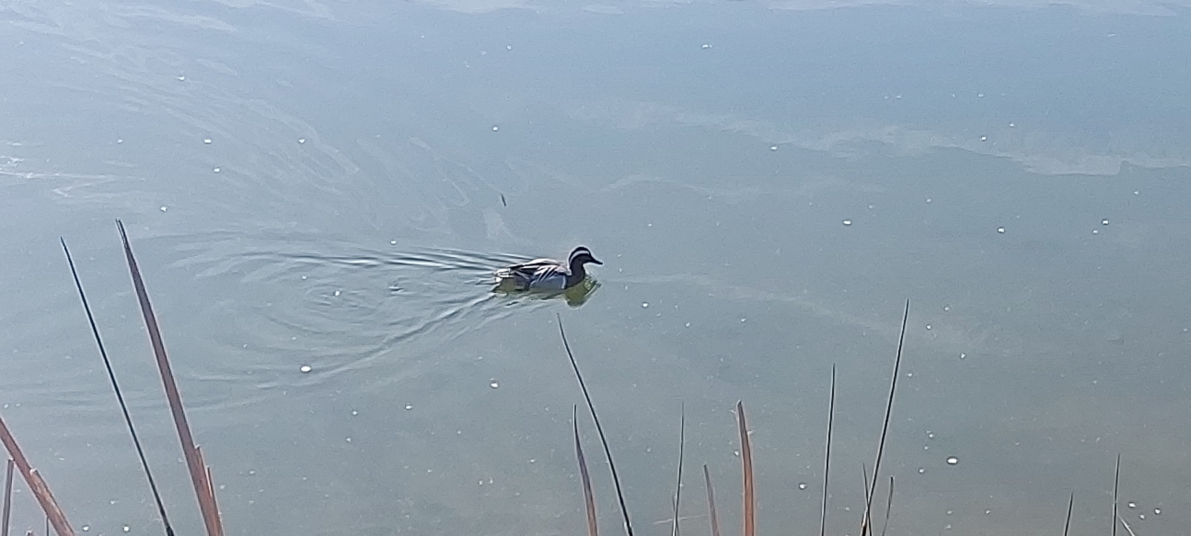 El xarrasclet, la nova espècie que viu a l'estany de la Guinardera a Sant Cugat. FOTO: TOT
