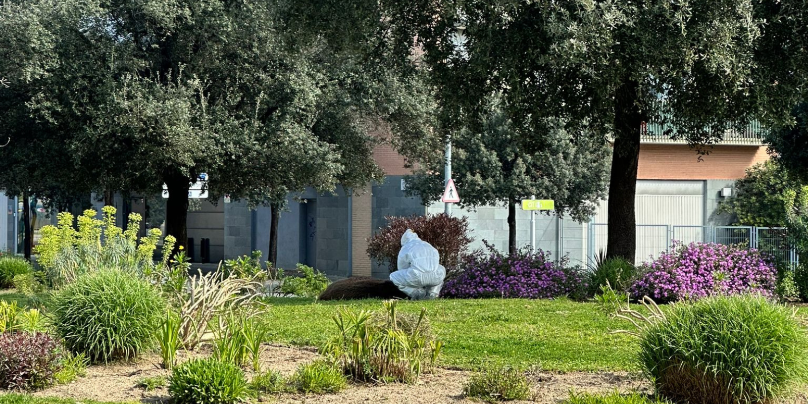 Porc senglar abatut a Volpelleres. FOTO: Cedida