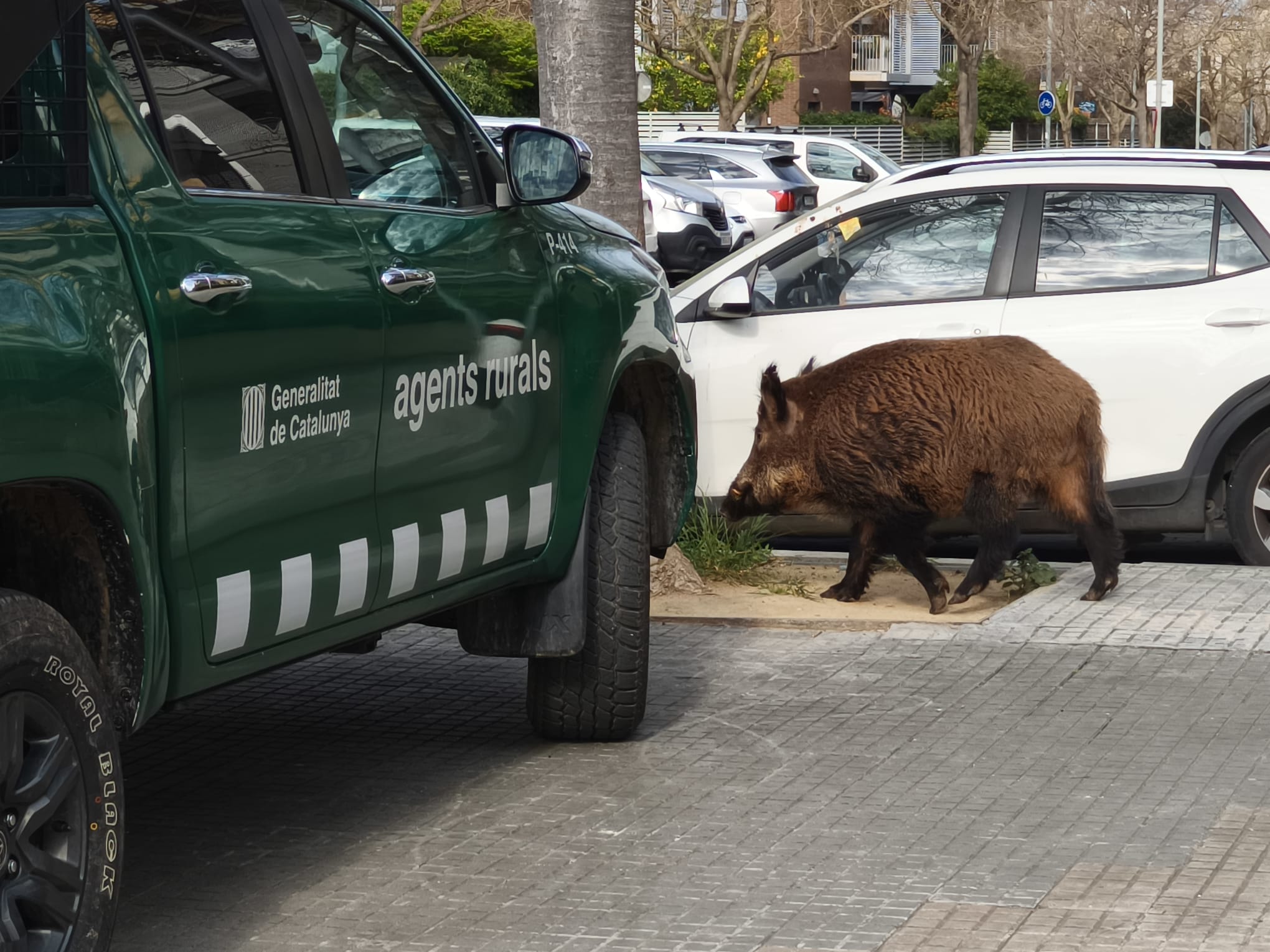 Porc senglar a Volpelleres. FOTO: Cedida