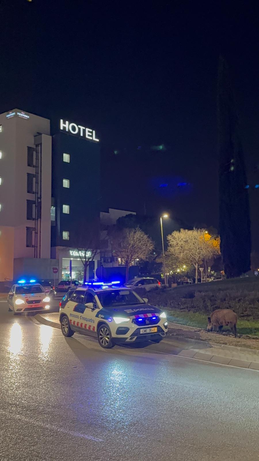 Porc senglar a Sant Cugat. FOTO: Cedida