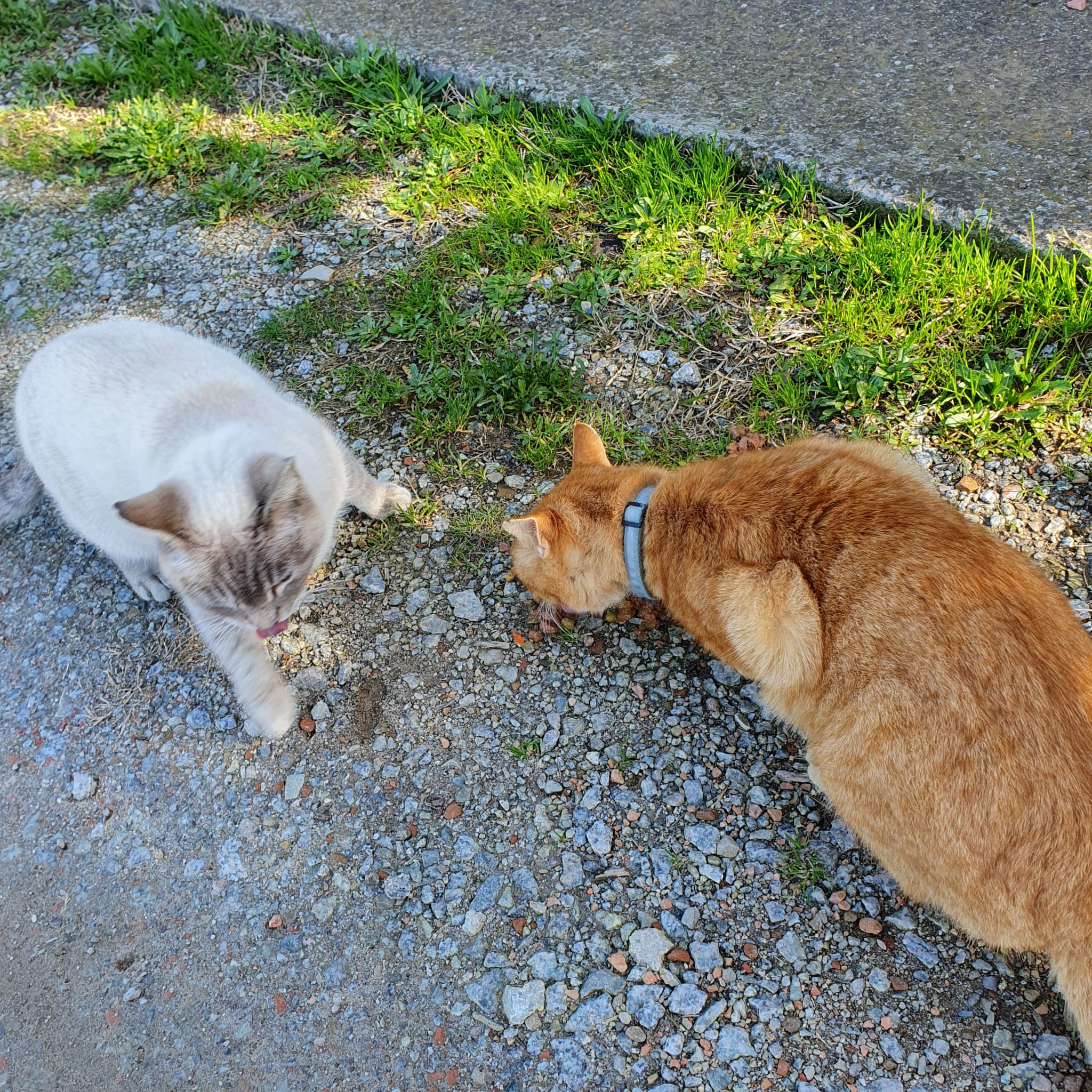Palomita (esquerra) i un altre gat compartint menjar. FOTO: Cedida. 