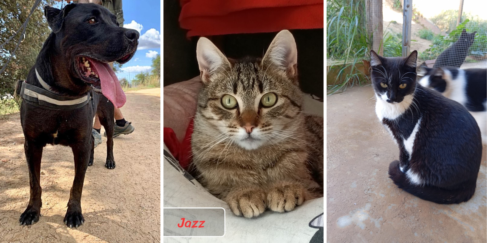 Animals en adopció: Merlín, Jazz i Nashira. FOTO: Cedida