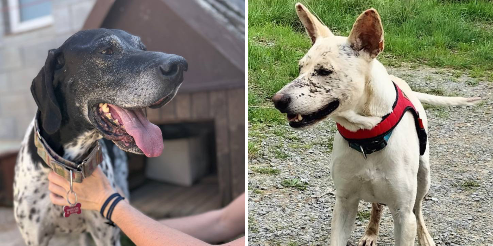 Animals en adopció: Llúpol i Rex. FOTO: Cedida