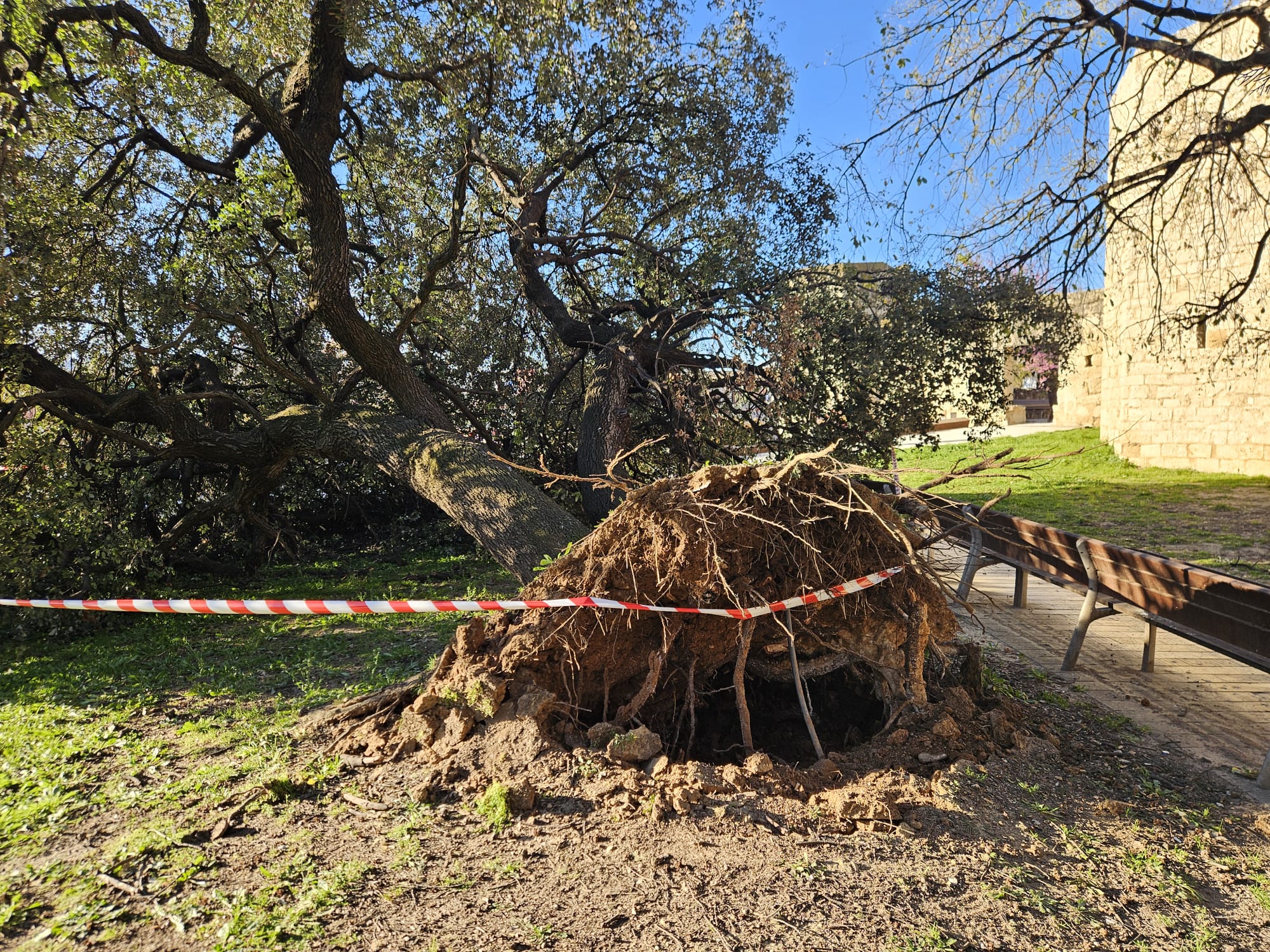 Arbre arrancat pel vent al costat del Monestir. FOTO: Manel Cervantes (Cedida).
