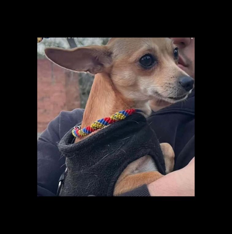 Busquen l'Igor, un gos perdut a Les Planes. FOTO: Cedida