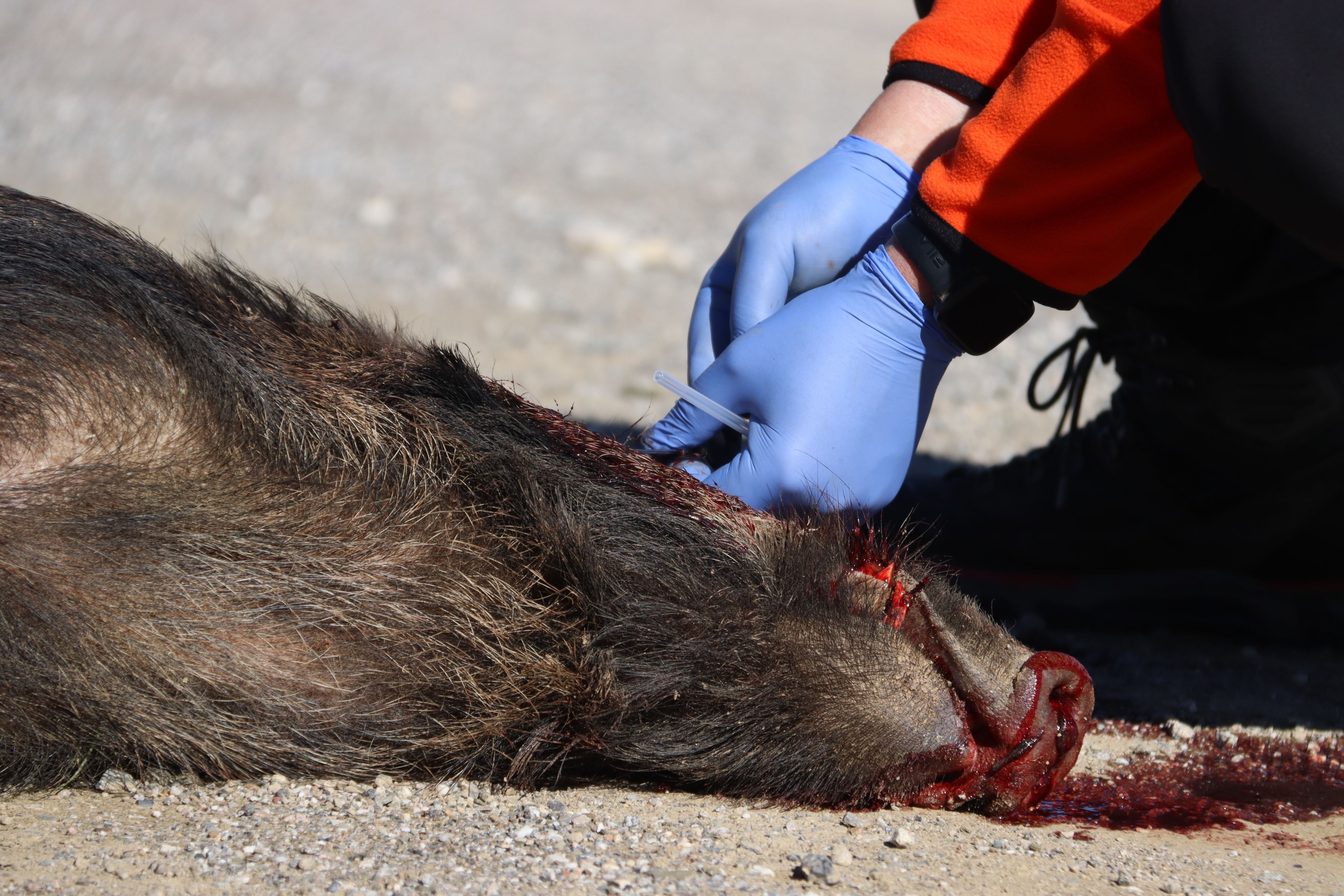 Dos nous positius de pesta porcina detectats a Sant Cugat. FOTO: ACN