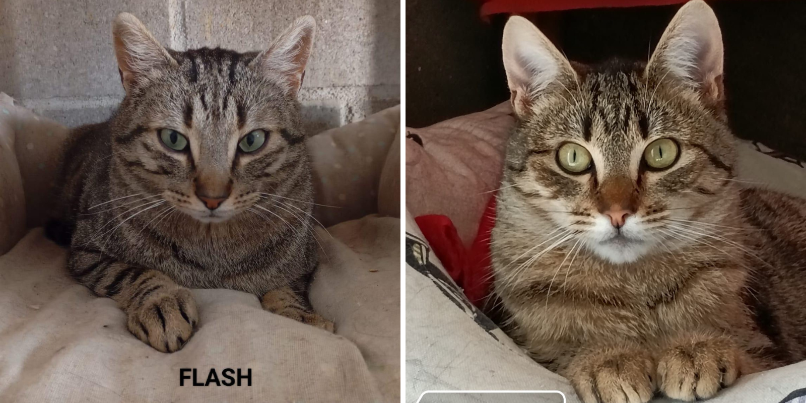Animals en adopció: Flash i Jazz. FOTO: Cedida