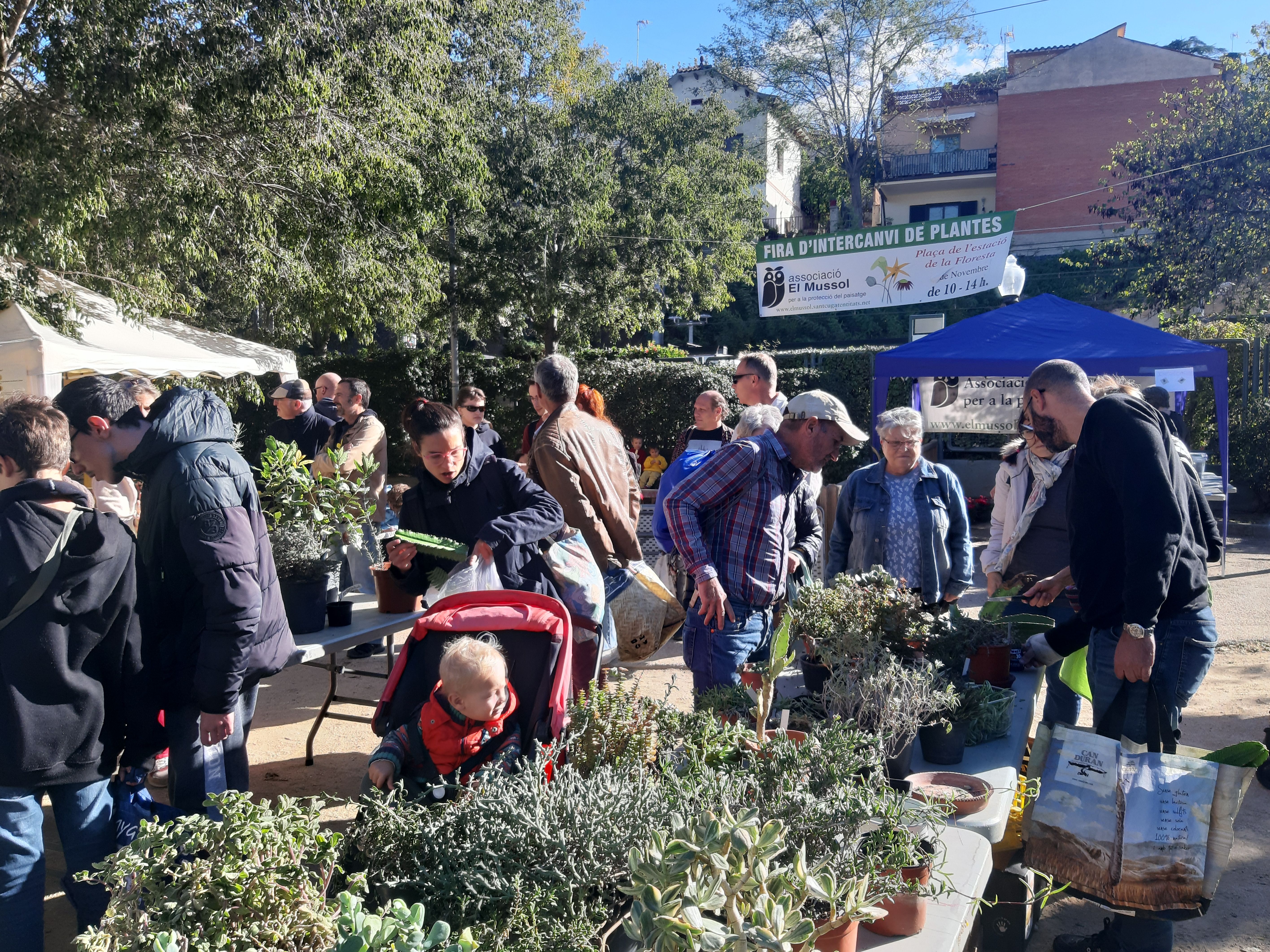Intercanvi de plantes