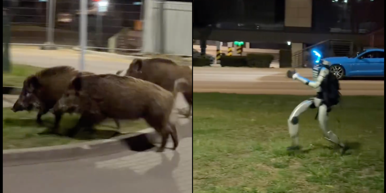 El robot i els senglars a Varsòvia. FOTO: @edwardwarchocki