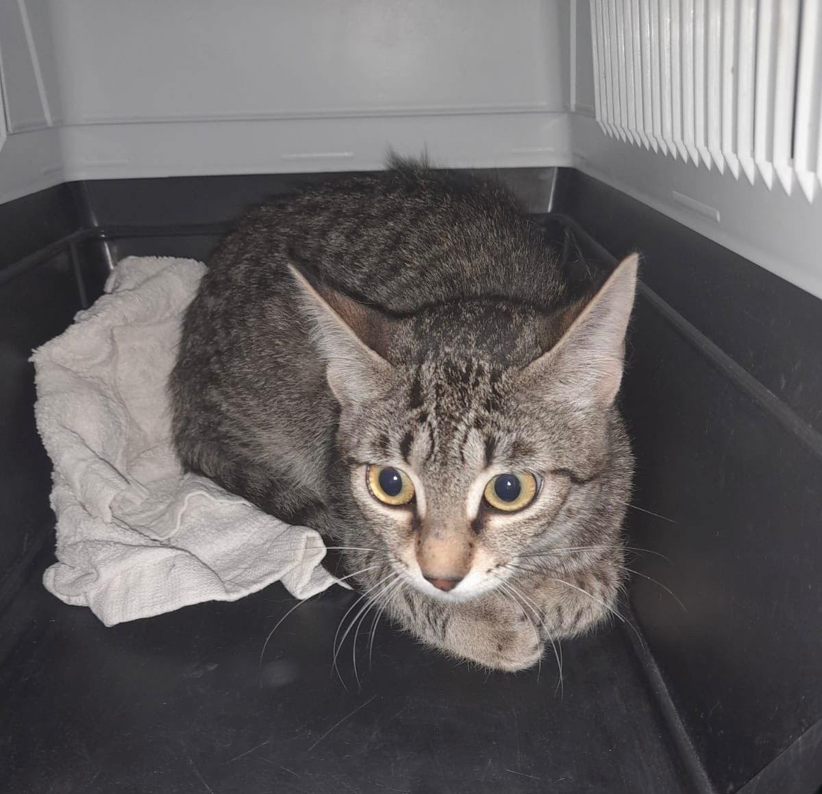 ANIMALS ARIEL 371640d7 bda2 4993 b21b d2d988cb6b11