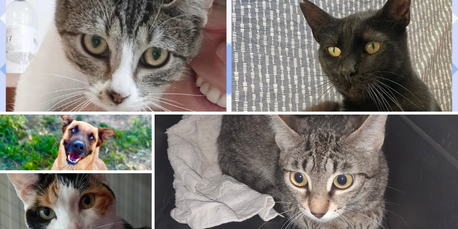 Animals en adopció: Chester, Nicole i Warner, Insignia i Ariel. FOTO: Cedida
