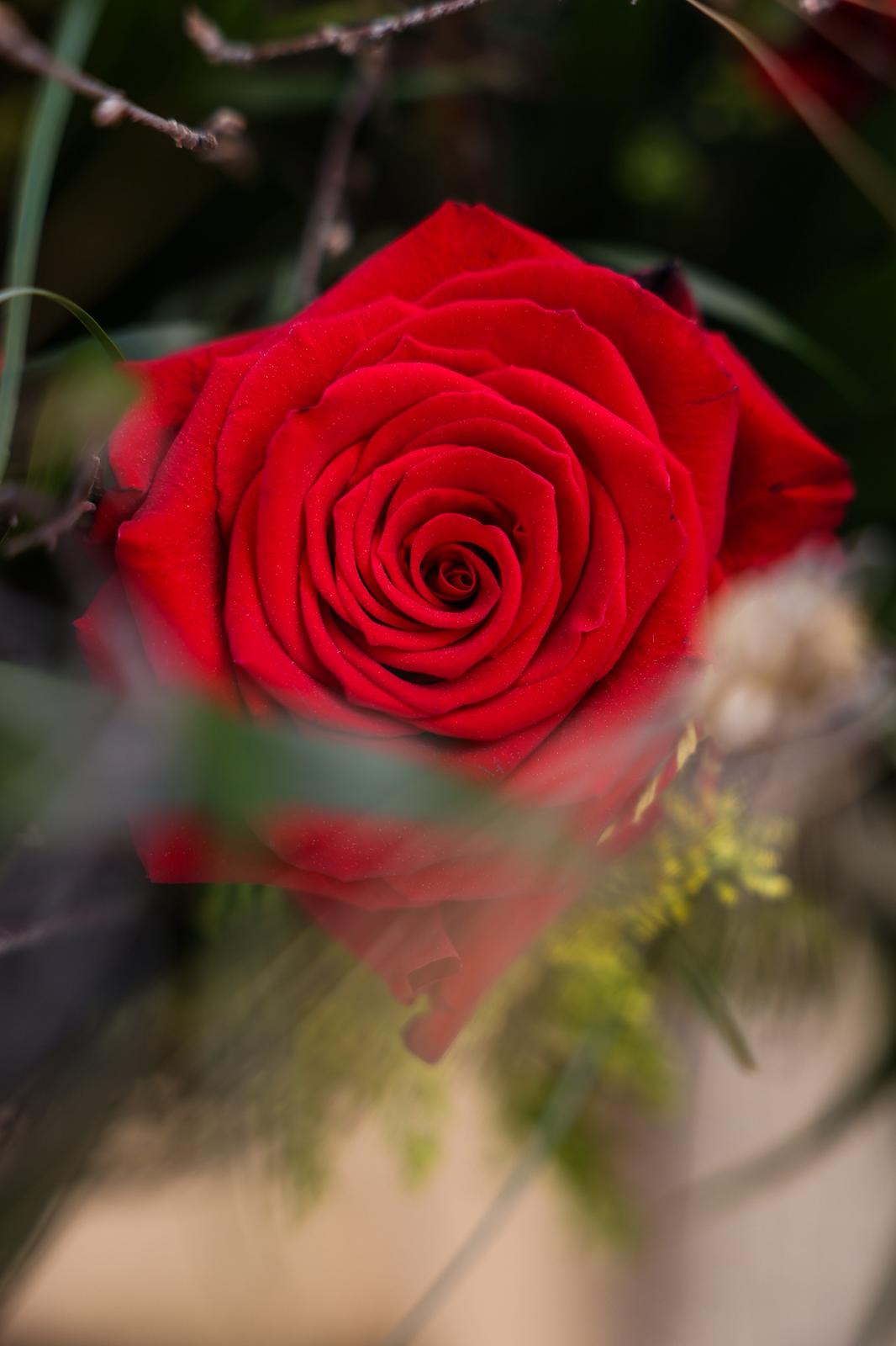 Sant Jordi 2026 a Sant Cugat. FOTO: Ajuntament