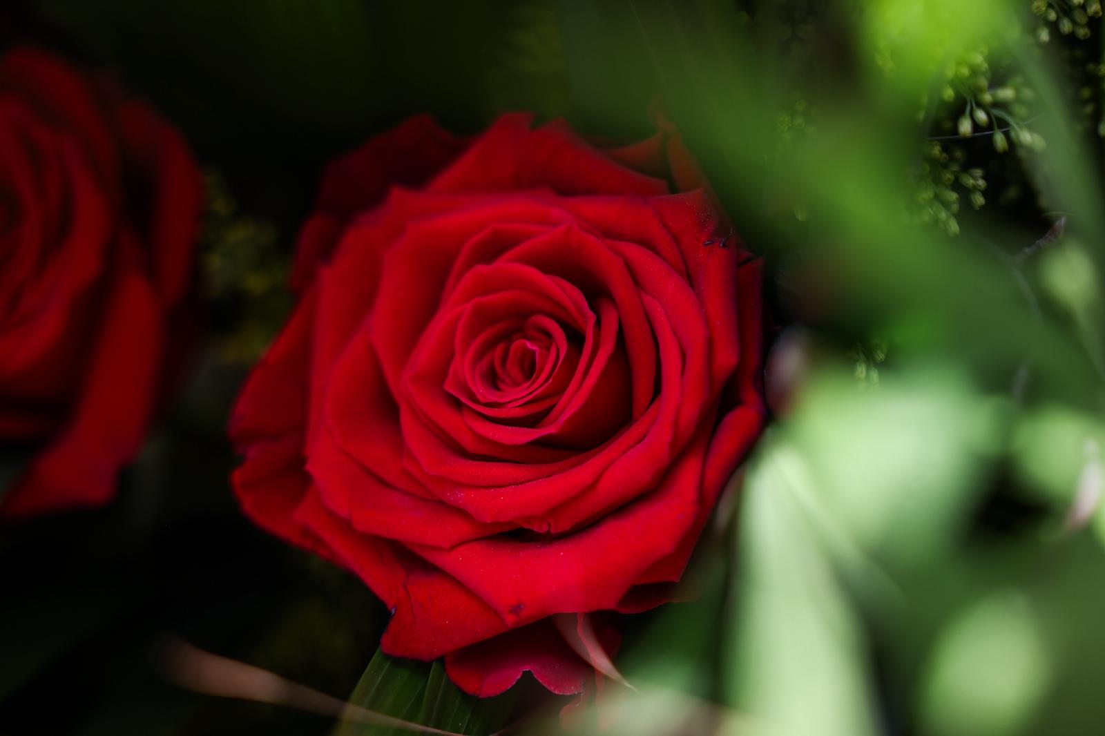 Sant Jordi 2026 a Sant Cugat. FOTO: Ajuntament