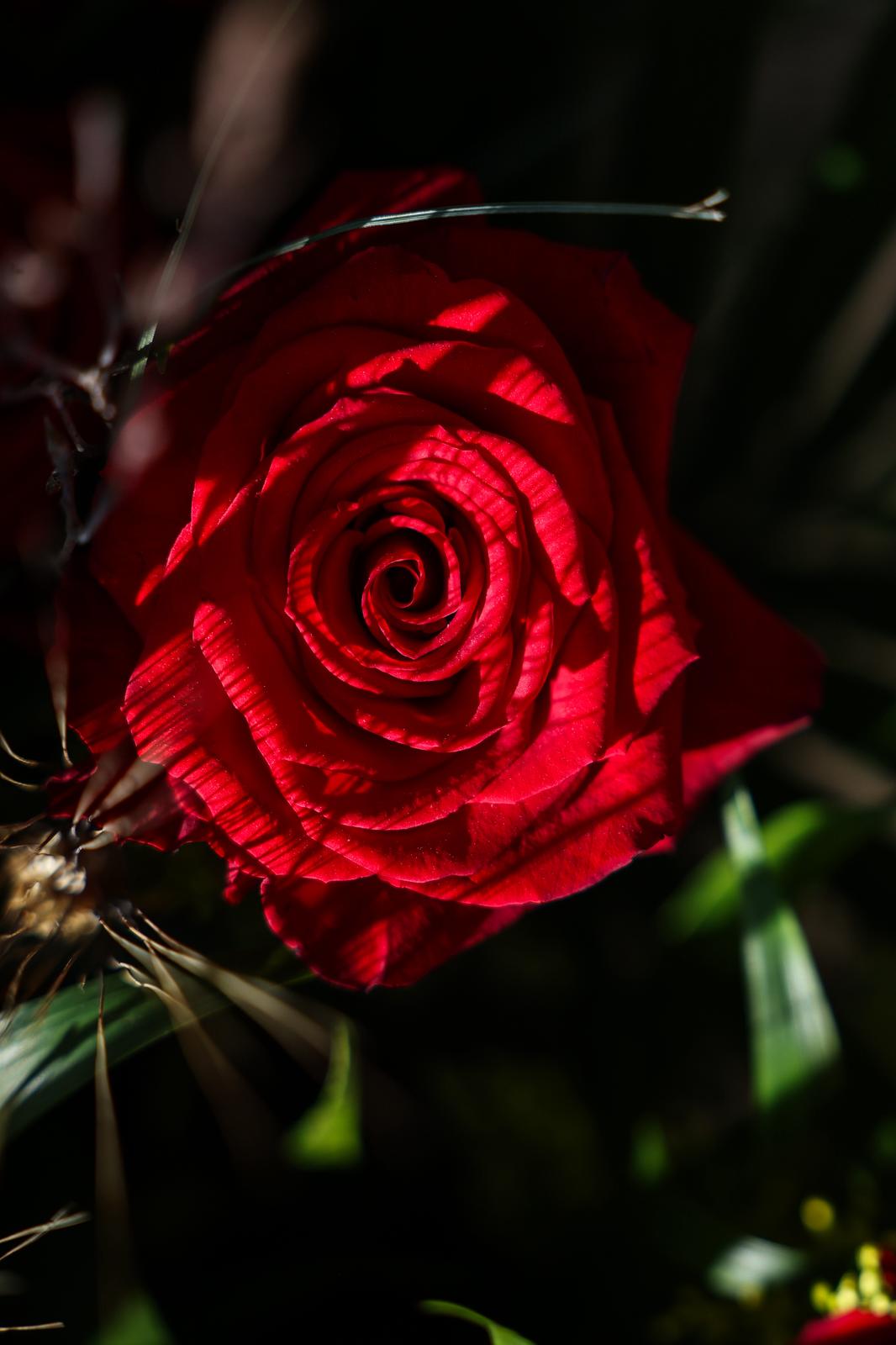 Sant Jordi 2026 a Sant Cugat. FOTO: Ajuntament