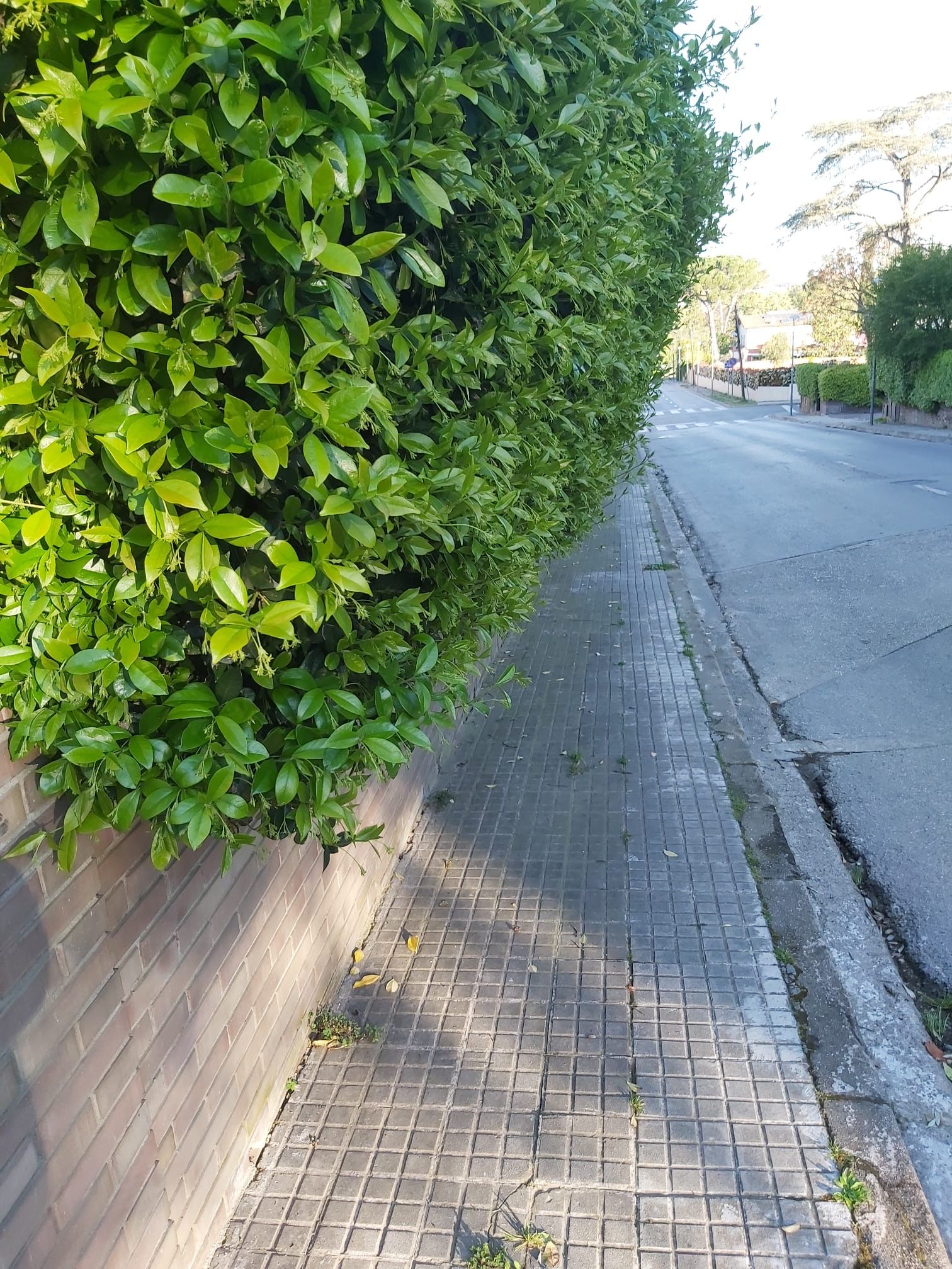 Queixa pel fullatge d'una tanca que sobresurt al carrer . FOTO: Cedida