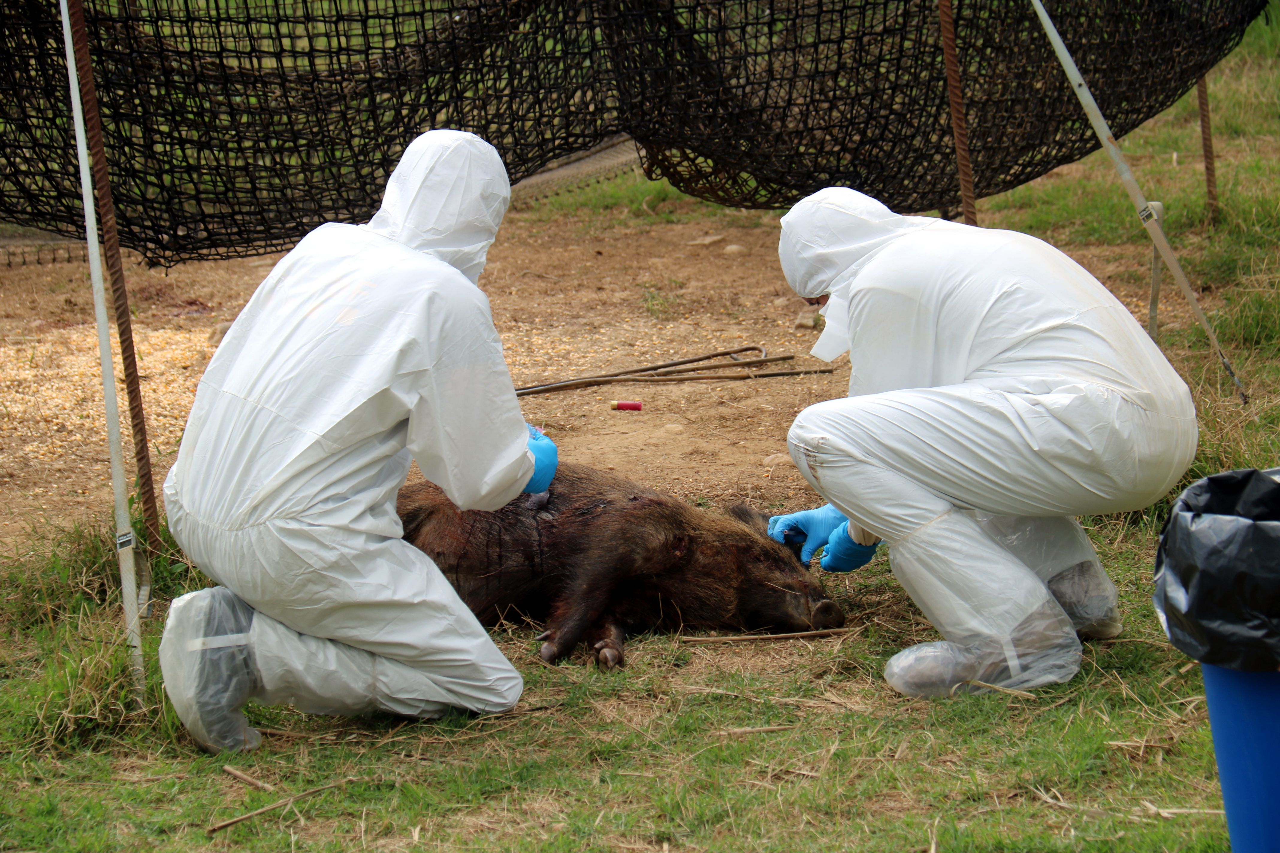 S'han detectat 13 nous positius de pesta porcina. FOTO: ACN