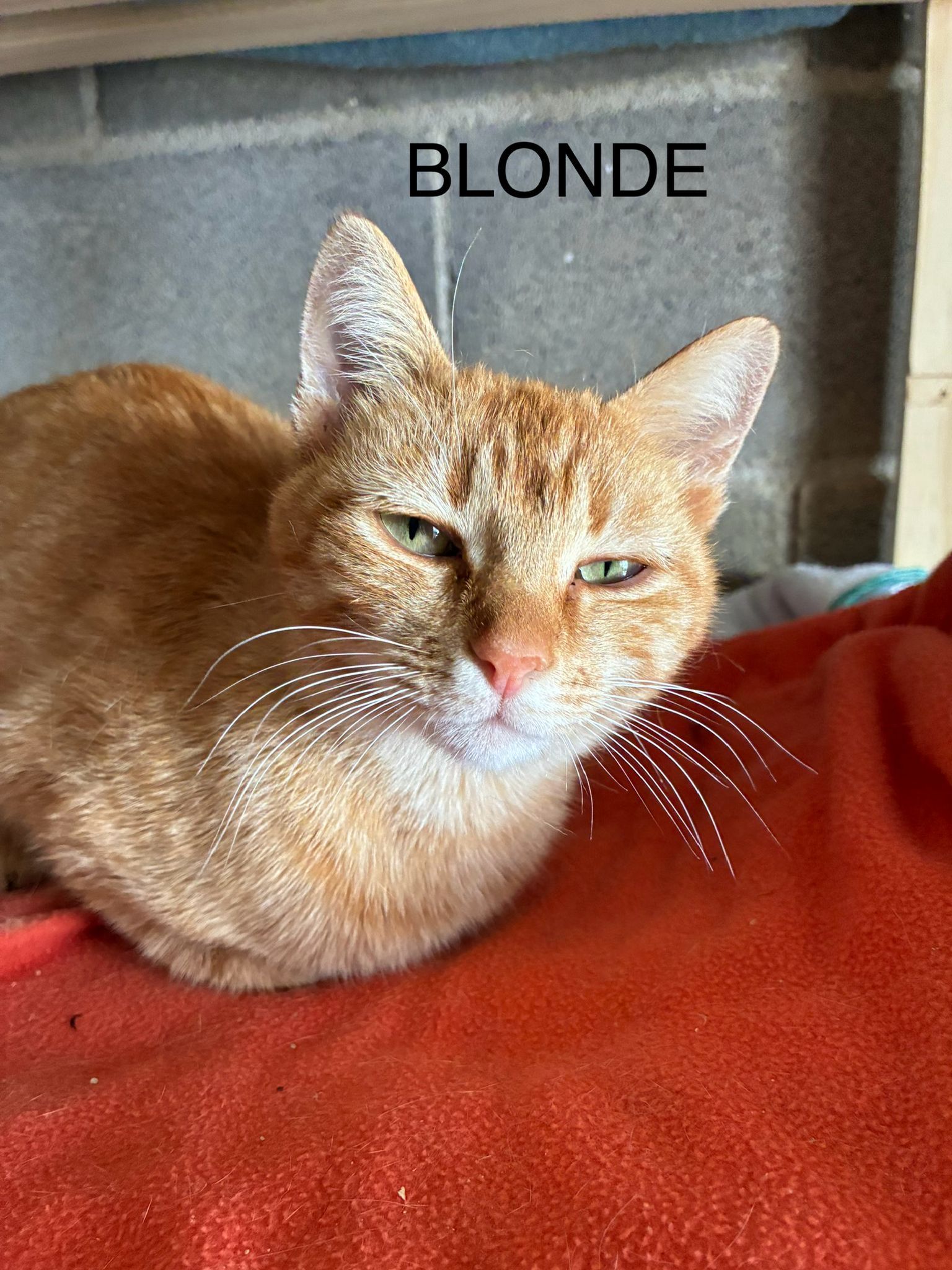 ANIMALS BLONDE(1)