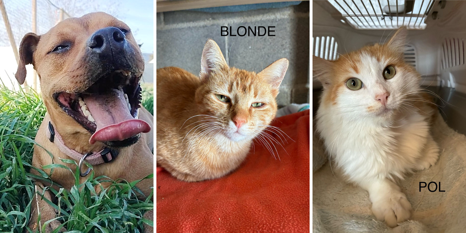 Hedwig (gossa), Blonde (Gata) i Pol (Gat). FOTO: Cedida