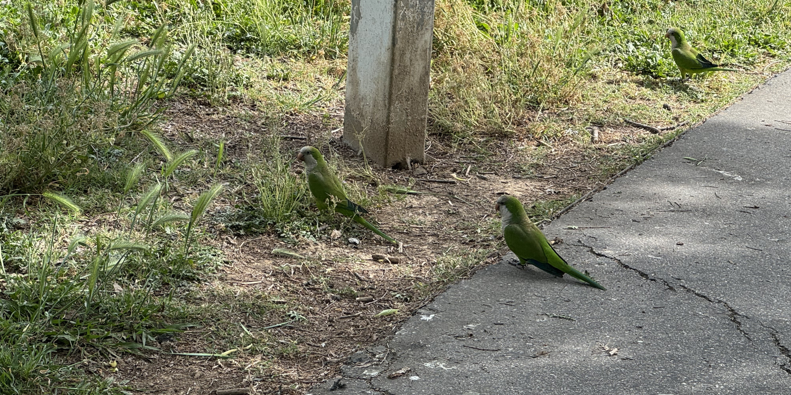 Cotorres argentines al parc de la Pollancreda. FOTO: TOT Sant Cugat