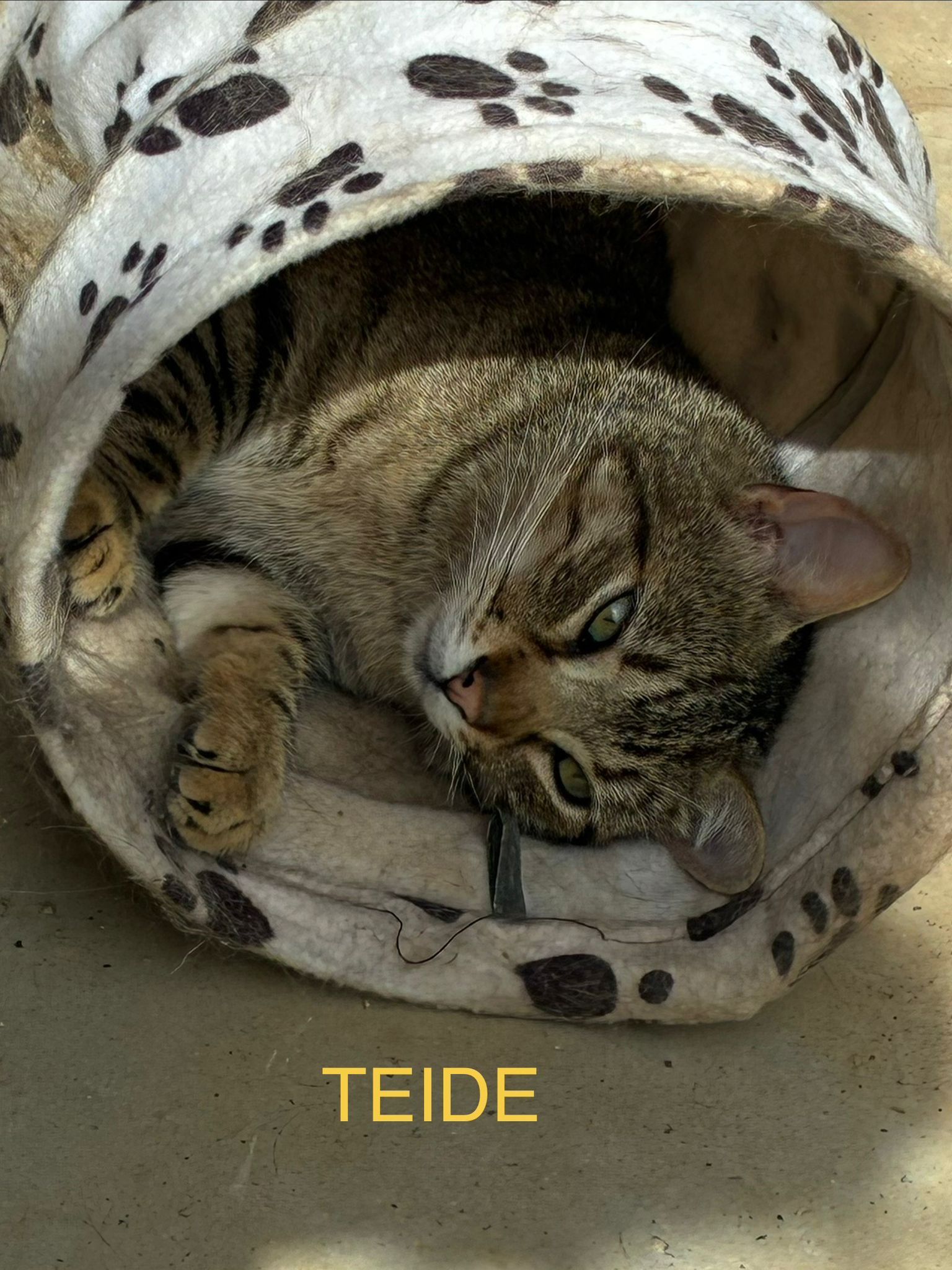 ANIMALS TEIDE