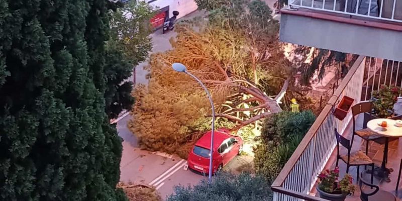 Arbre 3