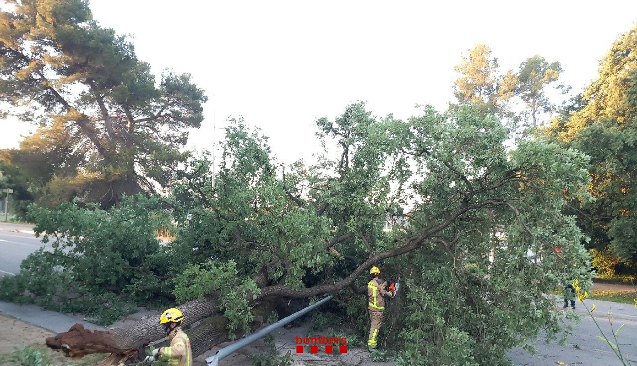 Arbre caigut a Via Augusta a Sant Cugat FOTO: Bombers