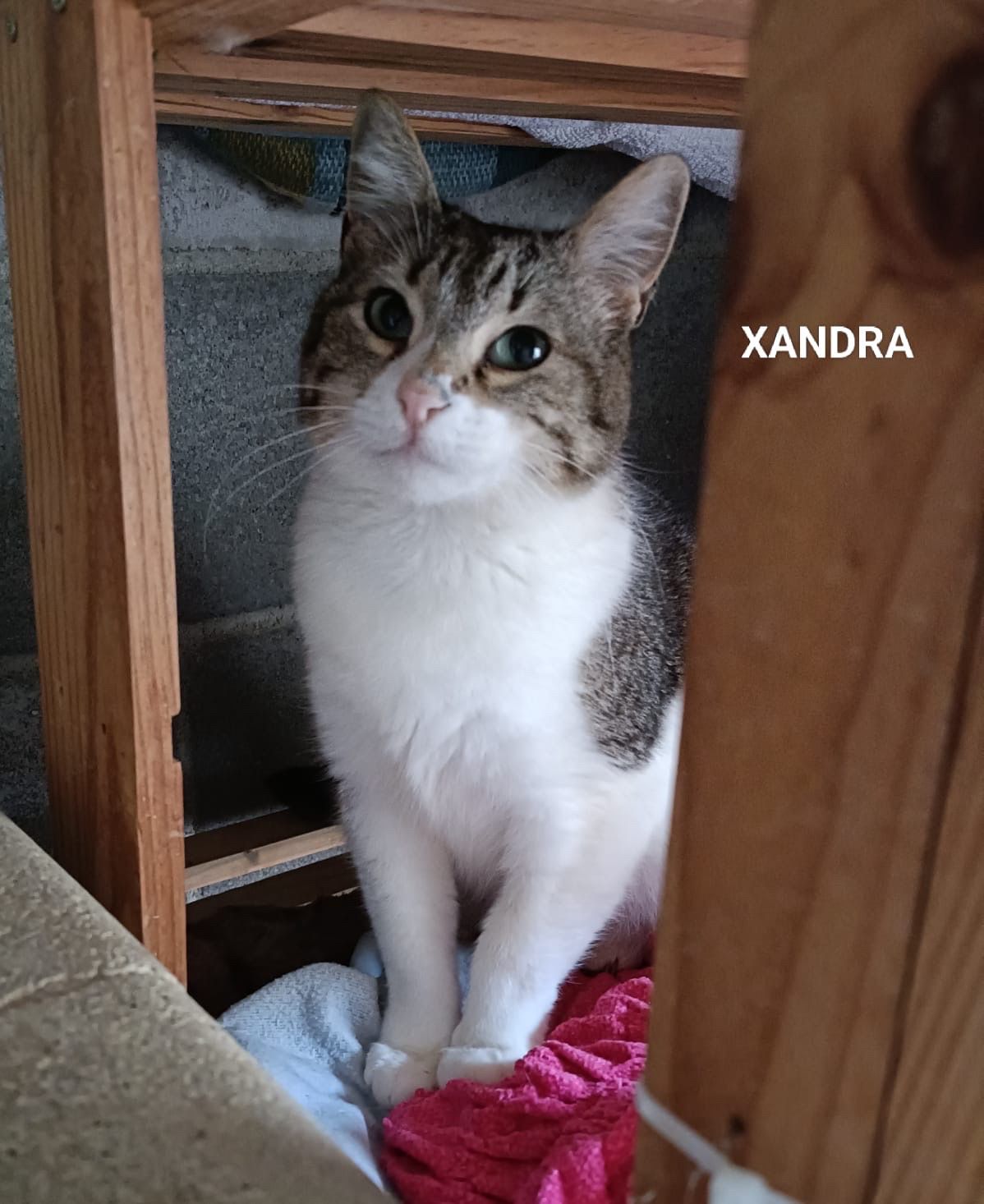 ANIMALS XANDRA WhatsApp Image 2026 05 27 at 11.42.40