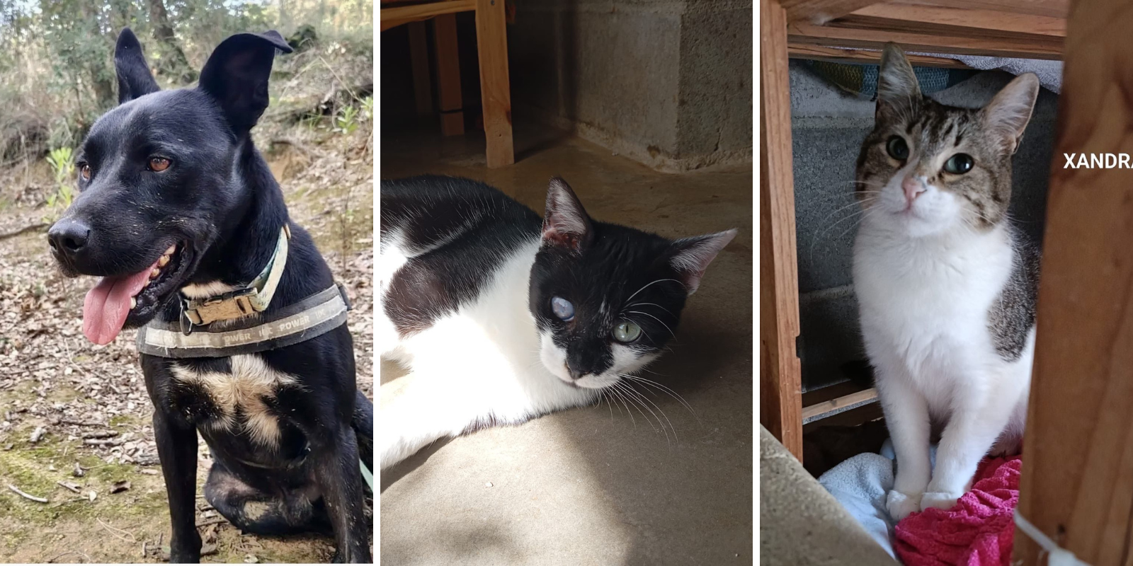 Animals en adopció: Fawkes, Xip i Xandra. FOTO: Cedida