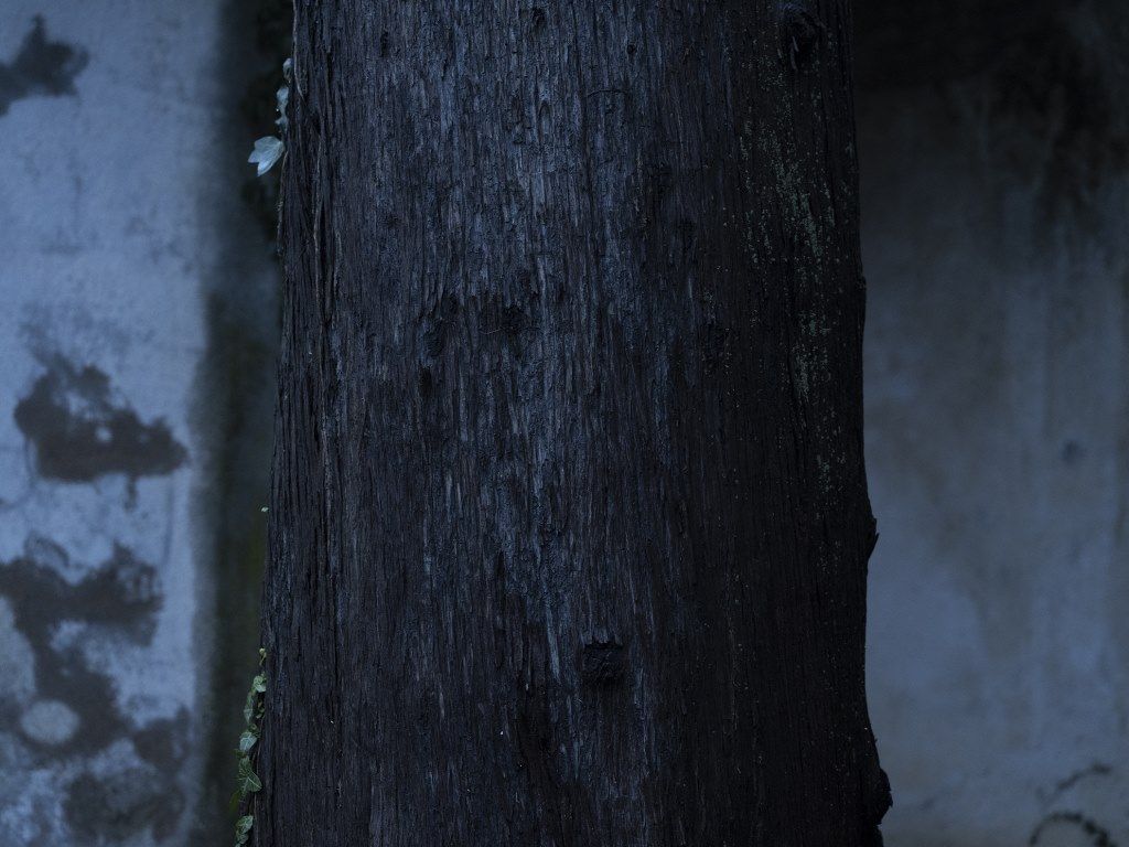 exposicio sempervirens aleix plademunt