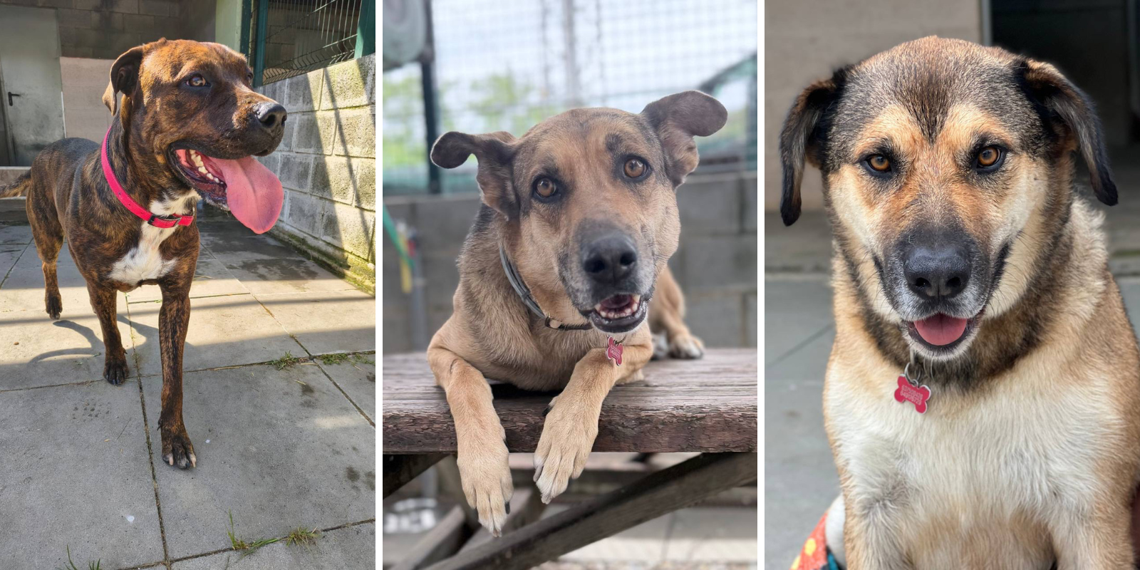 Animals en adopció: Yara, Tutsi i Lenon