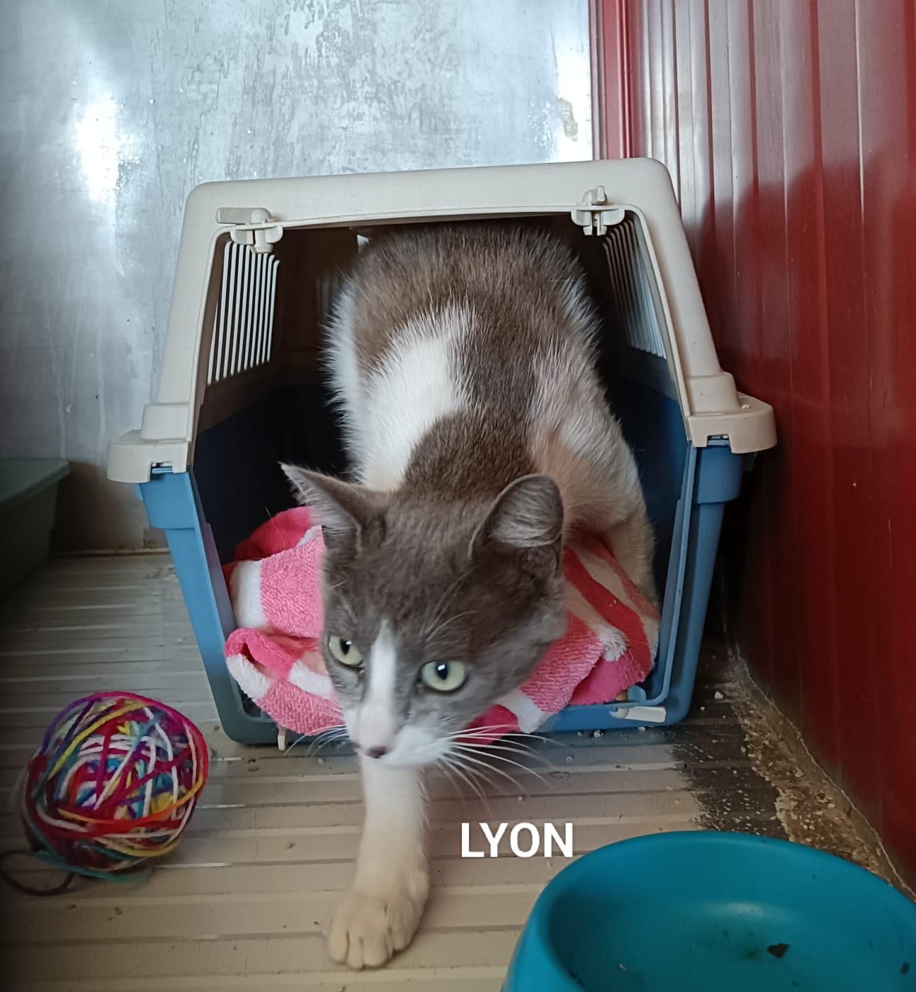 ANIMALS LYON aac6366c 5d96 473d b986 dcc4d0362a84