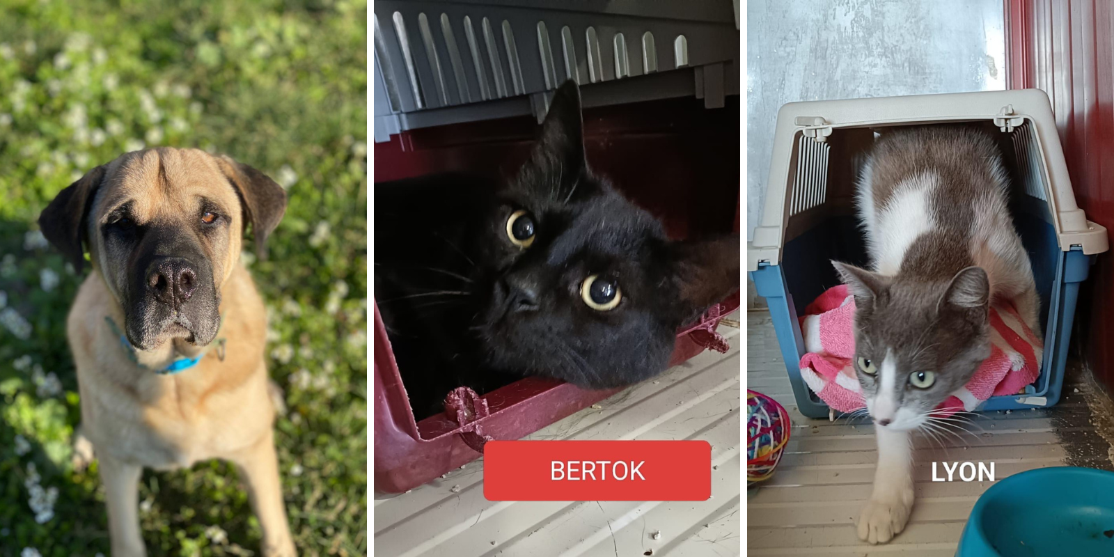 Animals en adopció: Drago, Bertock i Lyon. FOTO: Cedida