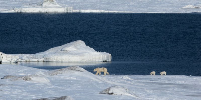 oso polar 5