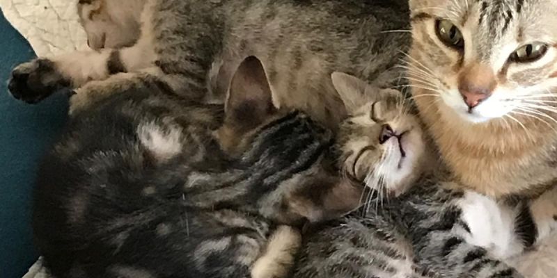 ANIMALS Gatets en adopcio